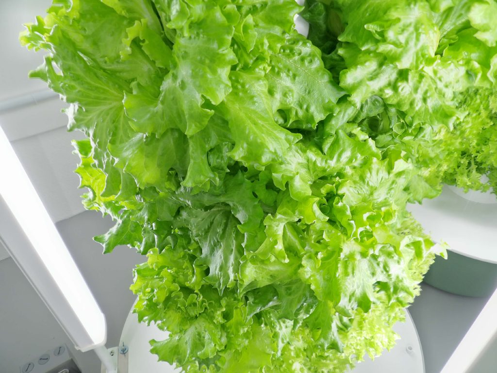 Fresh head lettuce growing at 5 Points Farm