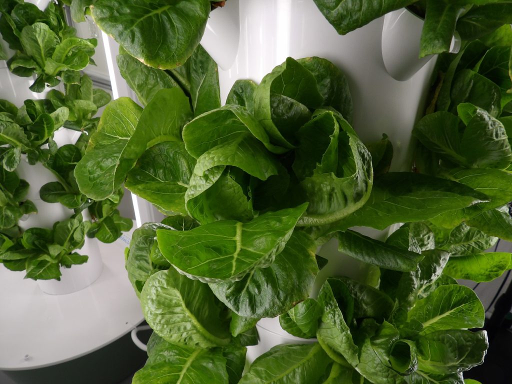 Close view of head lettuce growing at 5 Points Farm