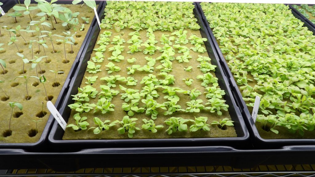 Seedling trays growing at 5 Points Farm
