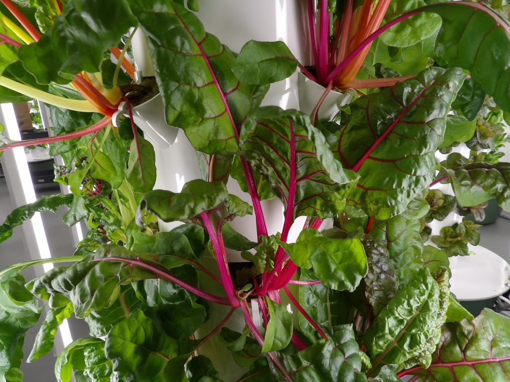 Young edible plants growing at 5 Points Farm